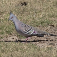 Ocyphaps lophotes (Crested Pigeon) at Stranger Pond - 9 Apr 2018 by AlisonMilton