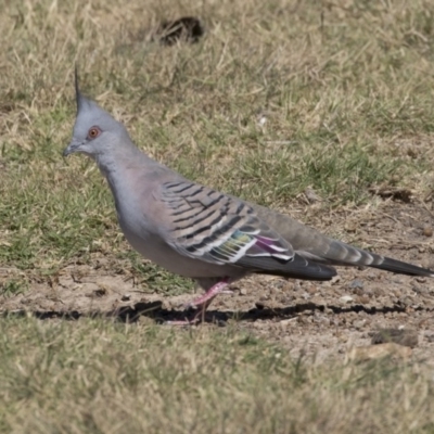 Ocyphaps lophotes (Crested Pigeon) at Stranger Pond - 9 Apr 2018 by AlisonMilton