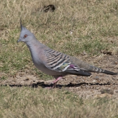 Ocyphaps lophotes (Crested Pigeon) at Stranger Pond - 9 Apr 2018 by Alison Milton