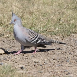 Ocyphaps lophotes at Bonython, ACT - 9 Apr 2018 12:37 PM