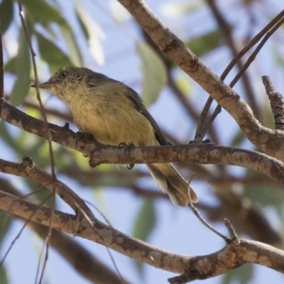 Acanthiza reguloides (Buff-rumped Thornbill) at Stranger Pond - 9 Apr 2018 by Alison Milton