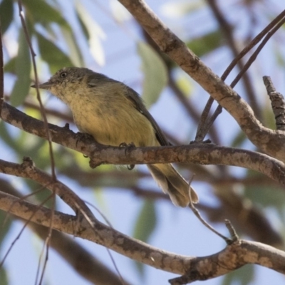 Acanthiza reguloides (Buff-rumped Thornbill) at Bonython, ACT - 9 Apr 2018 by AlisonMilton