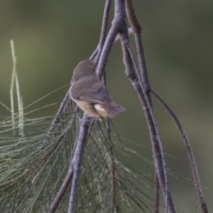 Acanthiza pusilla (Brown Thornbill) at Greenway, ACT - 9 Apr 2018 by AlisonMilton