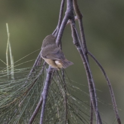 Acanthiza pusilla (Brown Thornbill) at Pine Island to Point Hut - 9 Apr 2018 by Alison Milton