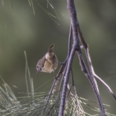 Acanthiza pusilla at Greenway, ACT - 9 Apr 2018 02:15 PM