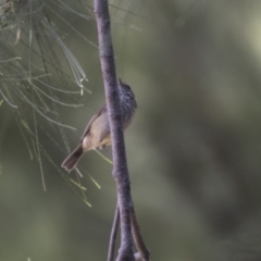 Acanthiza pusilla at Greenway, ACT - 9 Apr 2018