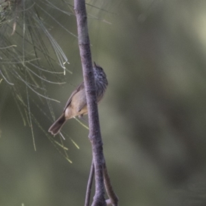 Acanthiza pusilla at Greenway, ACT - 9 Apr 2018 02:15 PM