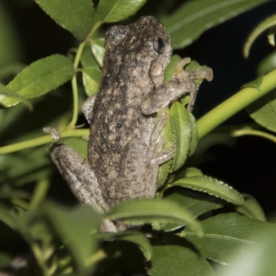 Litoria peronii (Peron's Tree Frog, Emerald Spotted Tree Frog) at Higgins, ACT - 10 Apr 2018 by AlisonMilton