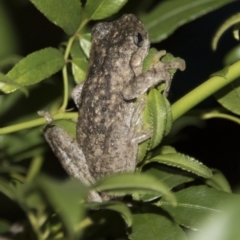 Litoria peronii (Peron's Tree Frog, Emerald Spotted Tree Frog) at Higgins, ACT - 10 Apr 2018 by Alison Milton