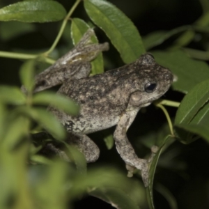 Litoria peronii at Higgins, ACT - 10 Apr 2018 09:23 PM