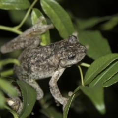 Litoria peronii at Higgins, ACT - 10 Apr 2018 09:23 PM