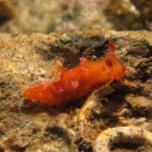 Plocamopherus imperialis at Narooma, NSW - 6 Apr 2018