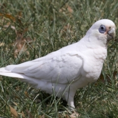 Cacatua sanguinea (Little Corella) at Lyneham, ACT - 10 Apr 2018 by jbromilow50