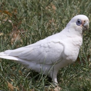 Cacatua sanguinea at Lyneham, ACT - 10 Apr 2018 01:22 PM