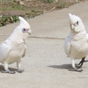 Cacatua sanguinea at Lyneham, ACT - 10 Apr 2018 01:22 PM