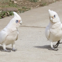 Cacatua sanguinea at Lyneham, ACT - 10 Apr 2018