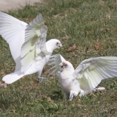 Cacatua sanguinea at Lyneham, ACT - 10 Apr 2018 01:22 PM