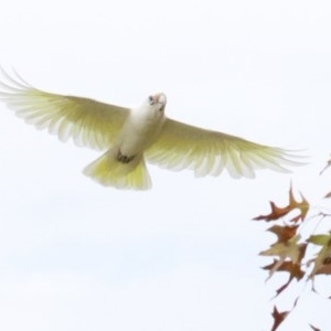 Cacatua sanguinea at Lyneham, ACT - 10 Apr 2018 01:22 PM