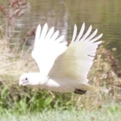 Cacatua sanguinea at Lyneham, ACT - 10 Apr 2018 01:22 PM