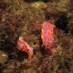 Ceratosoma amoenum at Narooma, NSW - 6 Apr 2018 03:54 PM