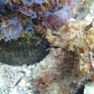 Mariaglaja inornata (Chelidonura inornata) at Narooma, NSW - 6 Apr 2018 by BillBarker