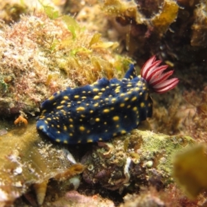 Hypselodoris obscura at Narooma, NSW - 6 Apr 2018