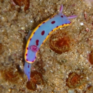 Hypselodoris bennetti at Narooma, NSW - 6 Apr 2018 02:50 PM