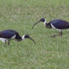 Threskiornis spinicollis (Straw-necked Ibis) at Dickson Wetland Corridor - 10 Apr 2018 by jb2602