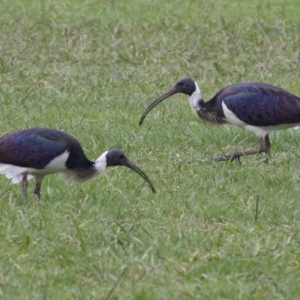 Threskiornis spinicollis at Dickson, ACT - 10 Apr 2018