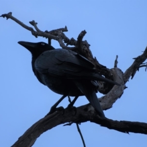 Corvus coronoides at Symonston, ACT - 10 Apr 2018