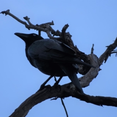 Corvus coronoides (Australian Raven) at Mount Mugga Mugga - 10 Apr 2018 by Mike