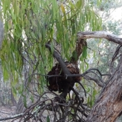 Amyema miquelii (Box Mistletoe) at Mount Mugga Mugga - 10 Apr 2018 by Mike