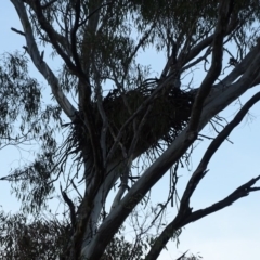 Aquila audax (Wedge-tailed Eagle) at Symonston, ACT - 10 Apr 2018 by Mike