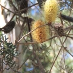 Banksia marginata (Silver Banksia) at QPRC LGA - 9 Apr 2018 by KumikoCallaway