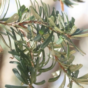 Banksia marginata at Palerang, NSW - 9 Apr 2018