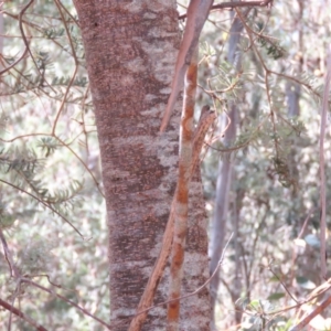 Banksia marginata at Palerang, NSW - 9 Apr 2018 12:31 PM