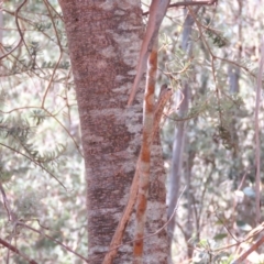 Banksia marginata at Palerang, NSW - 9 Apr 2018