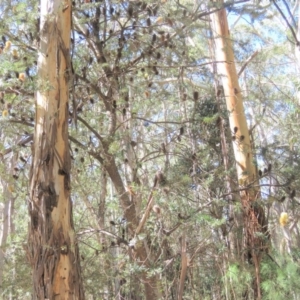 Banksia marginata at Palerang, NSW - 9 Apr 2018 12:31 PM