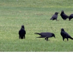Corvus coronoides (Australian Raven) at Dickson Wetland Corridor - 10 Apr 2018 by jb2602