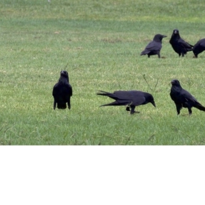 Corvus coronoides (Australian Raven) at Dickson, ACT - 10 Apr 2018 by jb2602