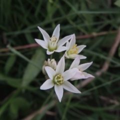 Nothoscordum borbonicum (Onion Weed) at Molonglo Valley, ACT - 28 Mar 2018 by michaelb