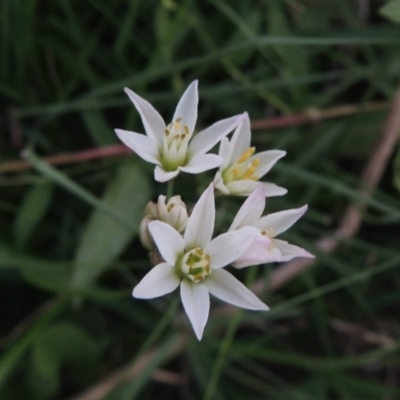 Nothoscordum borbonicum (Onion Weed) at Molonglo Valley, ACT - 28 Mar 2018 by michaelb