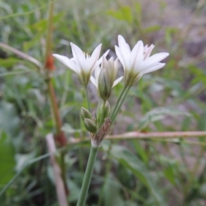 Nothoscordum borbonicum at Molonglo River Reserve - 28 Mar 2018 07:58 PM