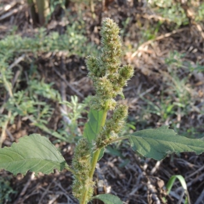 Amaranthus sp. (Amaranth) at Tennent, ACT - 14 Mar 2018 by michaelb