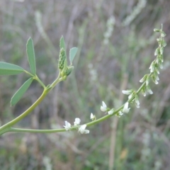 Melilotus albus (Bokhara) at Tennent, ACT - 14 Mar 2018 by michaelb