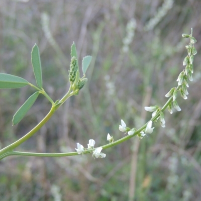Melilotus albus (Bokhara Clover) at Tennent, ACT - 14 Mar 2018 by MichaelBedingfield