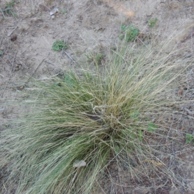 Nassella trichotoma (Serrated Tussock) at Gigerline Nature Reserve - 14 Mar 2018 by michaelb