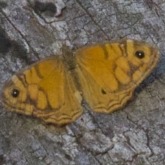 Geitoneura acantha (Ringed Xenica) at Mount Ainslie - 10 Apr 2018 by jb2602