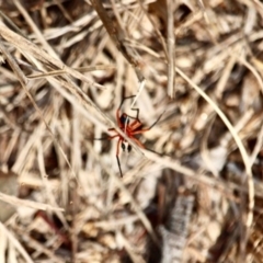 Nicodamidae (family) (Red and Black Spider) at Eden, NSW - 8 Apr 2018 by RossMannell
