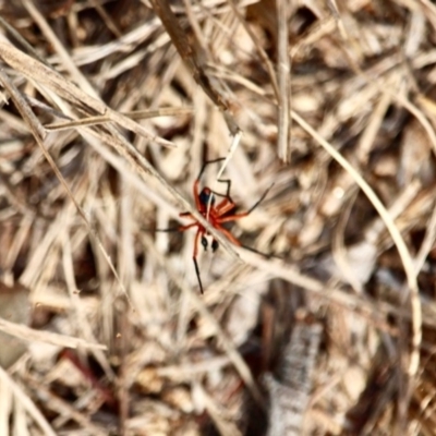 Nicodamidae (family) (Red and Black Spider) at Eden, NSW - 8 Apr 2018 by RossMannell